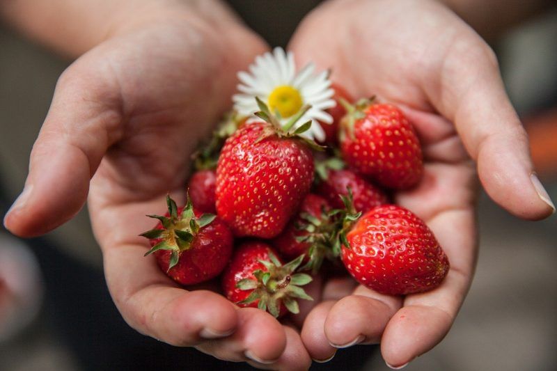 Manos con fresas rojas y margaritas