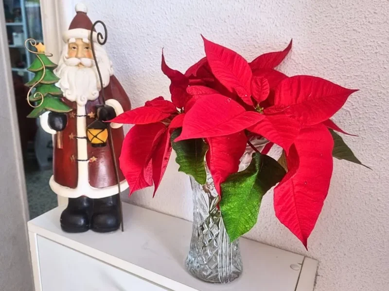 Ramos de Flores de Pascua cortadas
